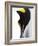 Emperor Penguin (Aptenodytes Forsteri), Snow Hill Island, Weddell Sea, Antarctica, Polar Regions-Thorsten Milse-Framed Photographic Print