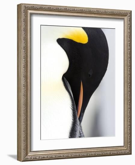 Emperor Penguin (Aptenodytes Forsteri), Snow Hill Island, Weddell Sea, Antarctica, Polar Regions-Thorsten Milse-Framed Photographic Print