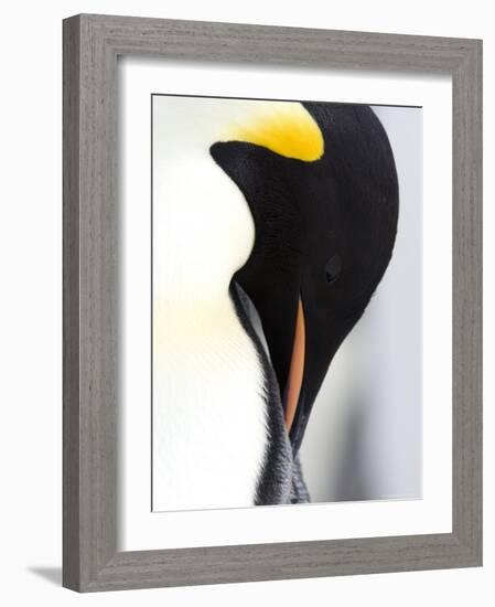 Emperor Penguin (Aptenodytes Forsteri), Snow Hill Island, Weddell Sea, Antarctica, Polar Regions-Thorsten Milse-Framed Photographic Print