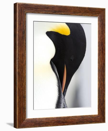 Emperor Penguin (Aptenodytes Forsteri), Snow Hill Island, Weddell Sea, Antarctica, Polar Regions-Thorsten Milse-Framed Photographic Print