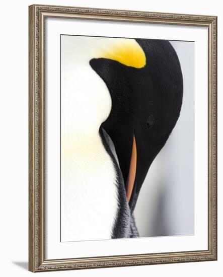 Emperor Penguin (Aptenodytes Forsteri), Snow Hill Island, Weddell Sea, Antarctica, Polar Regions-Thorsten Milse-Framed Photographic Print