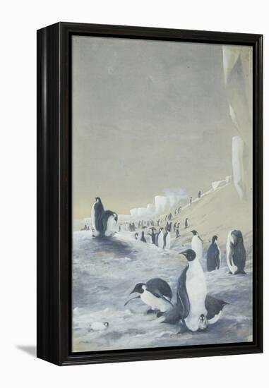 Emperor Penguin at Cape Crozier, Mar 28, 1911-Edward Adrian Wilson-Framed Premier Image Canvas