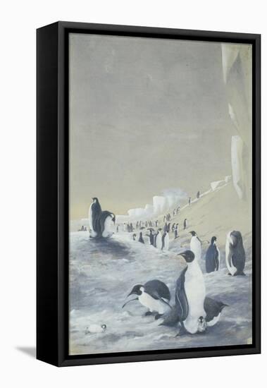 Emperor Penguin at Cape Crozier, Mar 28, 1911-Edward Adrian Wilson-Framed Premier Image Canvas