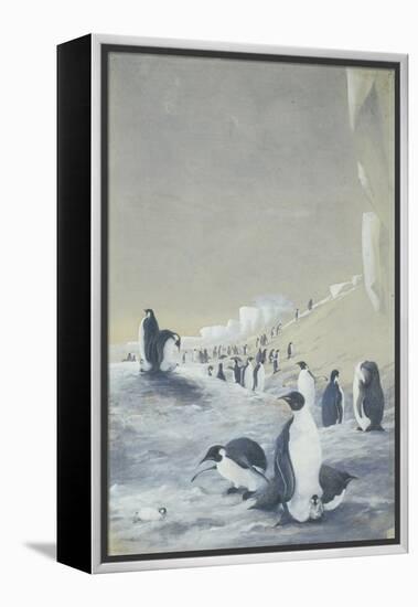 Emperor Penguin at Cape Crozier, Mar 28, 1911-Edward Adrian Wilson-Framed Premier Image Canvas