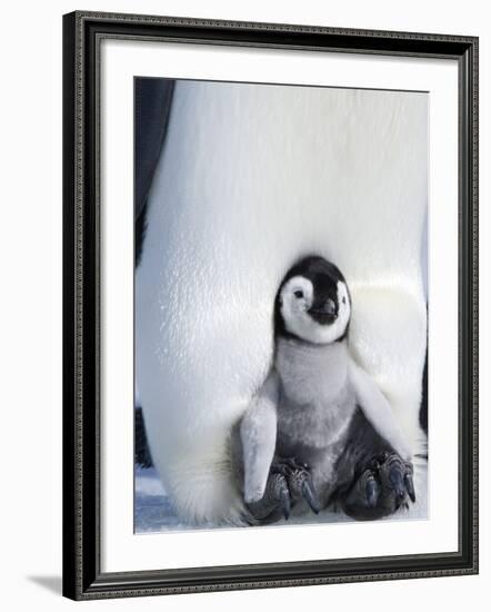 Emperor Penguin Chick (Aptenodytes Forsteri), Snow Hill Island, Weddell Sea, Antarctica-Thorsten Milse-Framed Photographic Print