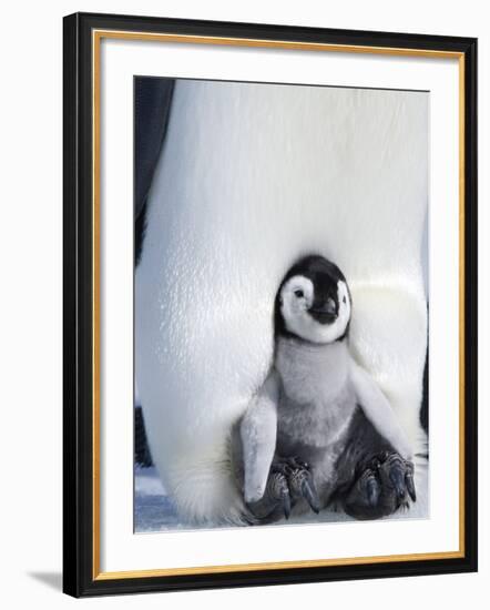 Emperor Penguin Chick (Aptenodytes Forsteri), Snow Hill Island, Weddell Sea, Antarctica-Thorsten Milse-Framed Photographic Print