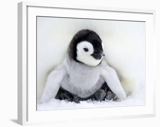 Emperor Penguin Chick (Aptenodytes Forsteri), Snow Hill Island, Weddell Sea, Antarctica-Thorsten Milse-Framed Photographic Print