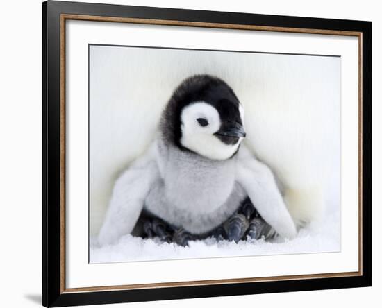 Emperor Penguin Chick (Aptenodytes Forsteri), Snow Hill Island, Weddell Sea, Antarctica-Thorsten Milse-Framed Photographic Print