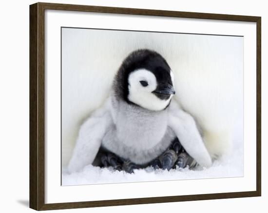 Emperor Penguin Chick (Aptenodytes Forsteri), Snow Hill Island, Weddell Sea, Antarctica-Thorsten Milse-Framed Photographic Print