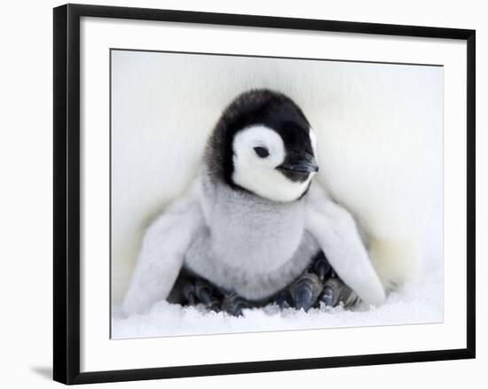 Emperor Penguin Chick (Aptenodytes Forsteri), Snow Hill Island, Weddell Sea, Antarctica-Thorsten Milse-Framed Photographic Print