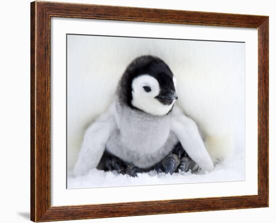 Emperor Penguin Chick (Aptenodytes Forsteri), Snow Hill Island, Weddell Sea, Antarctica-Thorsten Milse-Framed Photographic Print