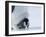 Emperor Penguin Chick (Aptenodytes Forsteri), Snow Hill Island, Weddell Sea, Antarctica-Thorsten Milse-Framed Photographic Print