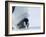 Emperor Penguin Chick (Aptenodytes Forsteri), Snow Hill Island, Weddell Sea, Antarctica-Thorsten Milse-Framed Photographic Print