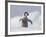 Emperor Penguin Chick in Antarctica-Paul Souders-Framed Photographic Print