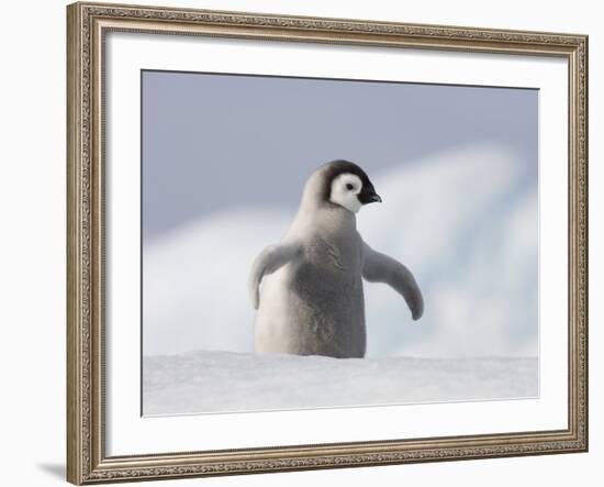 Emperor Penguin Chick in Antarctica-Paul Souders-Framed Photographic Print