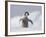 Emperor Penguin Chick in Antarctica-Paul Souders-Framed Photographic Print