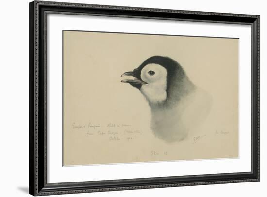 Emperor Penguin, Chick in Down, from Cape Crozier (Taken Alive), the Largest, Oct 1902-Edward Adrian Wilson-Framed Giclee Print