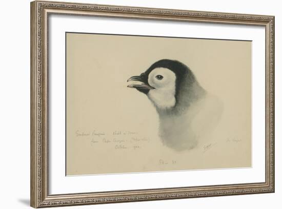 Emperor Penguin, Chick in Down, from Cape Crozier (Taken Alive), the Largest, Oct 1902-Edward Adrian Wilson-Framed Giclee Print