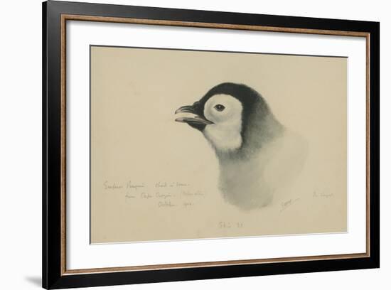 Emperor Penguin, Chick in Down, from Cape Crozier (Taken Alive), the Largest, Oct 1902-Edward Adrian Wilson-Framed Giclee Print