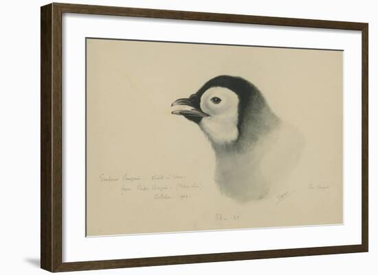 Emperor Penguin, Chick in Down, from Cape Crozier (Taken Alive), the Largest, Oct 1902-Edward Adrian Wilson-Framed Giclee Print