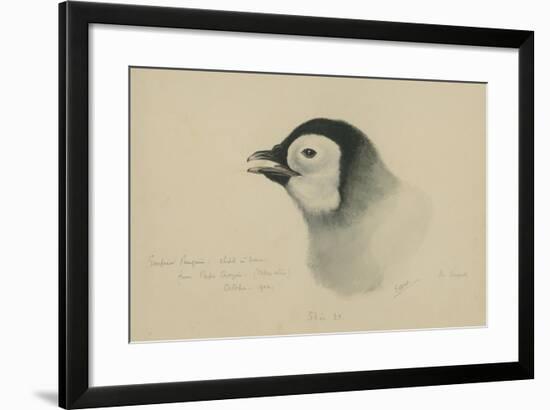 Emperor Penguin, Chick in Down, from Cape Crozier (Taken Alive), the Largest, Oct 1902-Edward Adrian Wilson-Framed Giclee Print