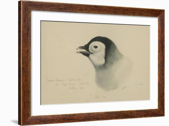 Emperor Penguin, Chick in Down, from Cape Crozier (Taken Alive), the Largest, Oct 1902-Edward Adrian Wilson-Framed Giclee Print