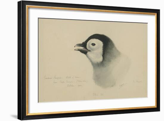 Emperor Penguin, Chick in Down, from Cape Crozier (Taken Alive), the Largest, Oct 1902-Edward Adrian Wilson-Framed Giclee Print