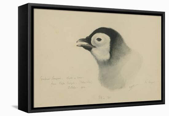 Emperor Penguin, Chick in Down, from Cape Crozier (Taken Alive), the Largest, Oct 1902-Edward Adrian Wilson-Framed Premier Image Canvas