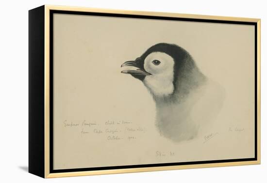 Emperor Penguin, Chick in Down, from Cape Crozier (Taken Alive), the Largest, Oct 1902-Edward Adrian Wilson-Framed Premier Image Canvas