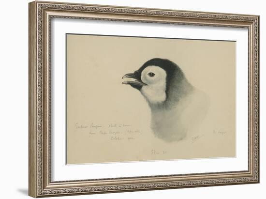 Emperor Penguin, Chick in Down, from Cape Crozier (Taken Alive), the Largest, Oct 1902-Edward Adrian Wilson-Framed Giclee Print