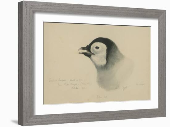 Emperor Penguin, Chick in Down, from Cape Crozier (Taken Alive), the Largest, Oct 1902-Edward Adrian Wilson-Framed Giclee Print