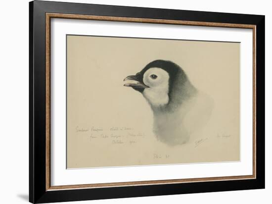 Emperor Penguin, Chick in Down, from Cape Crozier (Taken Alive), the Largest, Oct 1902-Edward Adrian Wilson-Framed Giclee Print