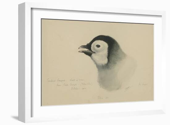 Emperor Penguin, Chick in Down, from Cape Crozier (Taken Alive), the Largest, Oct 1902-Edward Adrian Wilson-Framed Giclee Print