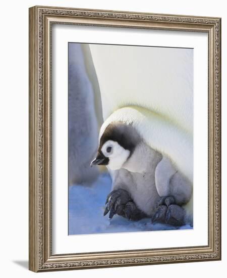 Emperor Penguin chick on parent's feet on ice, Snow Hill Island, Antarctica-Keren Su-Framed Photographic Print