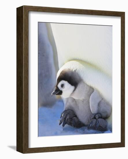 Emperor Penguin chick on parent's feet on ice, Snow Hill Island, Antarctica-Keren Su-Framed Photographic Print