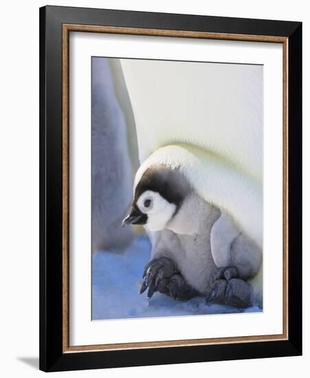 Emperor Penguin chick on parent's feet on ice, Snow Hill Island, Antarctica-Keren Su-Framed Photographic Print