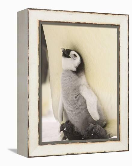 Emperor Penguin Chick on Parent's Feet-John Conrad-Framed Premier Image Canvas