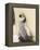 Emperor Penguin Chick on Parent's Feet-John Conrad-Framed Premier Image Canvas