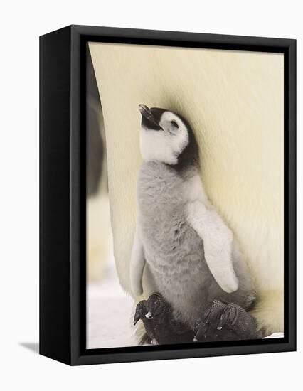 Emperor Penguin Chick on Parent's Feet-John Conrad-Framed Premier Image Canvas