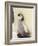 Emperor Penguin Chick on Parent's Feet-John Conrad-Framed Photographic Print