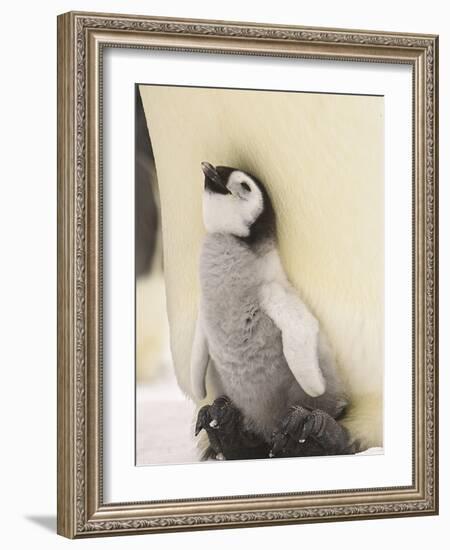 Emperor Penguin Chick on Parent's Feet-John Conrad-Framed Photographic Print