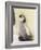 Emperor Penguin Chick on Parent's Feet-John Conrad-Framed Photographic Print