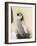 Emperor Penguin Chick on Parent's Feet-John Conrad-Framed Photographic Print