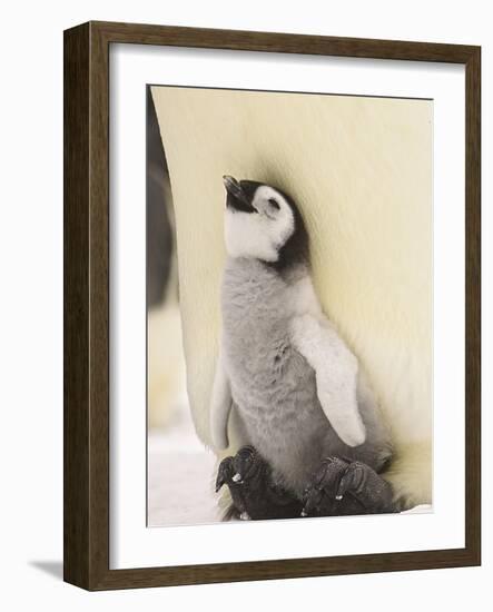 Emperor Penguin Chick on Parent's Feet-John Conrad-Framed Photographic Print