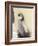 Emperor Penguin Chick on Parent's Feet-John Conrad-Framed Photographic Print