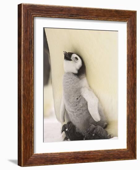 Emperor Penguin Chick on Parent's Feet-John Conrad-Framed Photographic Print