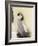 Emperor Penguin Chick on Parent's Feet-John Conrad-Framed Photographic Print