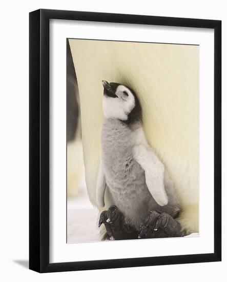 Emperor Penguin Chick on Parent's Feet-John Conrad-Framed Photographic Print