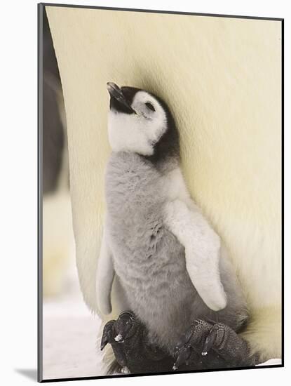 Emperor Penguin Chick on Parent's Feet-John Conrad-Mounted Photographic Print