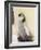 Emperor Penguin Chick on Parent's Feet-John Conrad-Framed Photographic Print